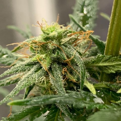 Lebron XXL auto 01 growlog photo: sunburn