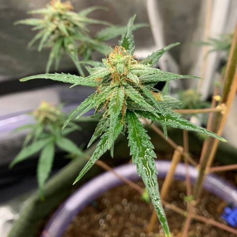 Lebron XXL auto 01 growlog photo: sunburn