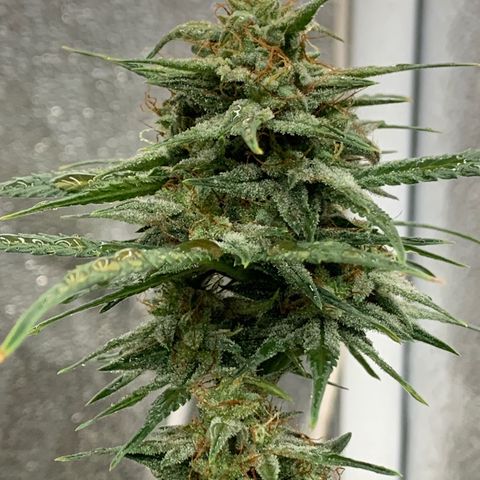 Lebron XXL auto 01 growlog photo: sunburn