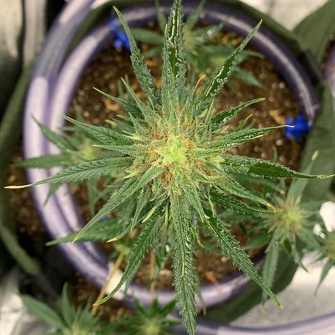 Lebron XXL auto 01 growlog photo: sunburn