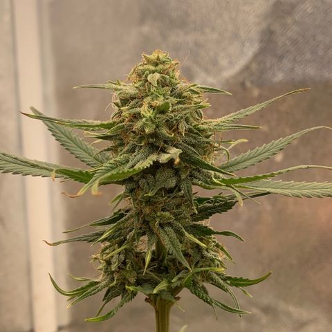 Lebron XXL auto 02 growlog timeline photo