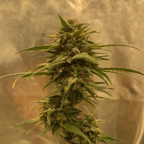 Lebron XXL auto 01 growlog timeline photo