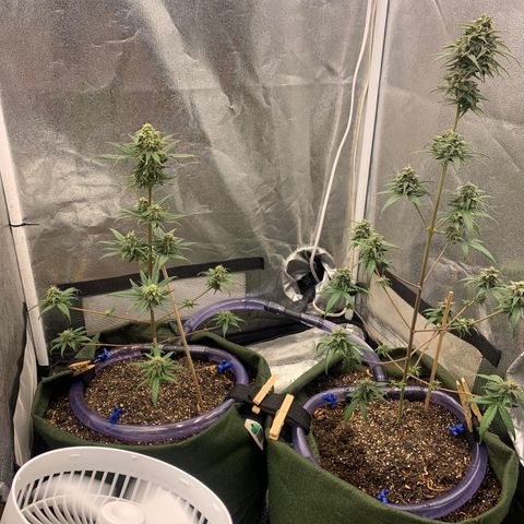 Lebron XXL auto 02 growlog timeline photo