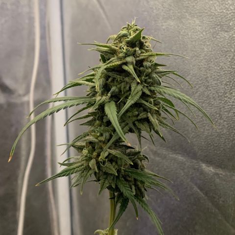 Lebron XXL auto 01 growlog photo: over flood?