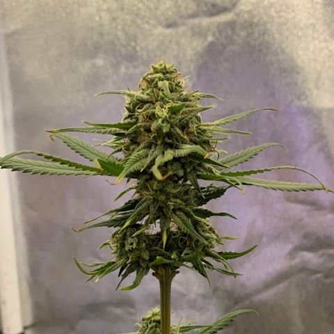 Lebron XXL auto 02 growlog timeline photo