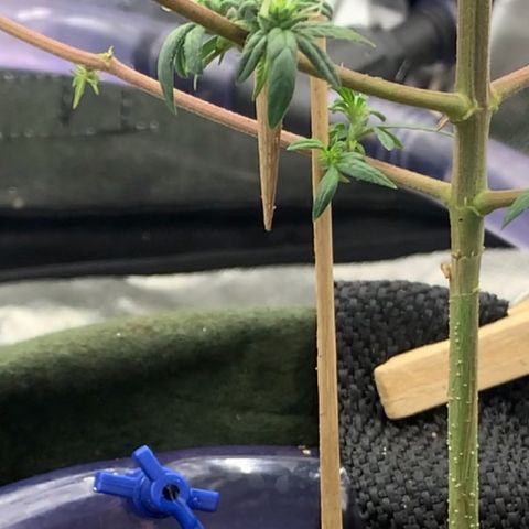 Lebron XXL auto 02 growlog photo: watering sys