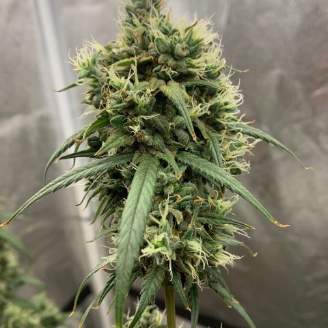 Lebron XXL auto 01 growlog timeline photo
