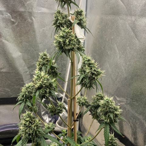 Lebron XXL auto 01 growlog timeline photo