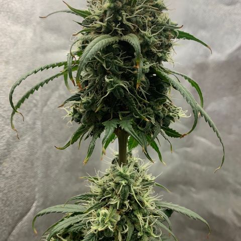 Lebron XXL auto 02 growlog timeline photo