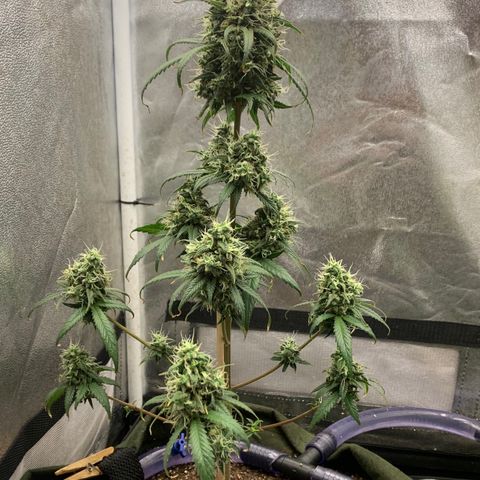 Lebron XXL auto 02 growlog timeline photo