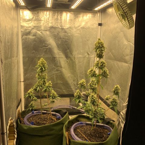 Lebron XXL auto 02 growlog timeline photo