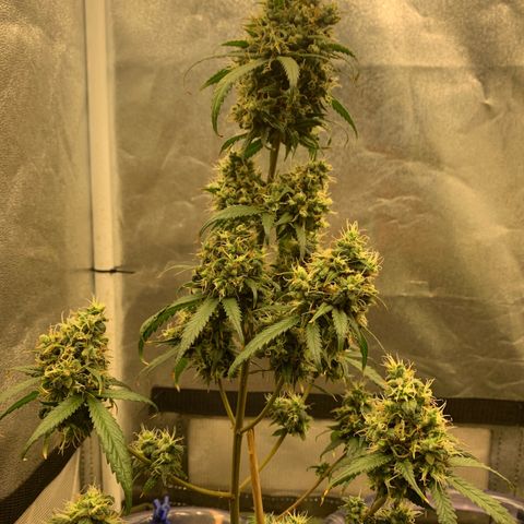 Lebron XXL auto 02 growlog timeline photo