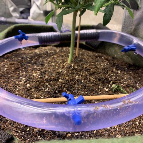 Lebron XXL auto 02 growlog timeline photo