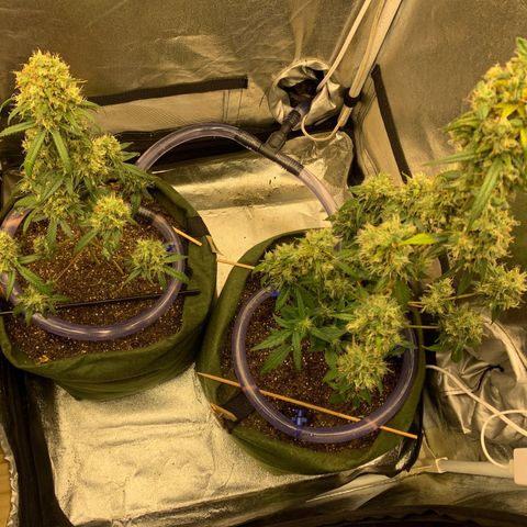 Lebron XXL auto 02 growlog timeline photo
