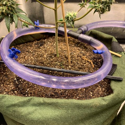 Lebron XXL auto 02 growlog timeline photo