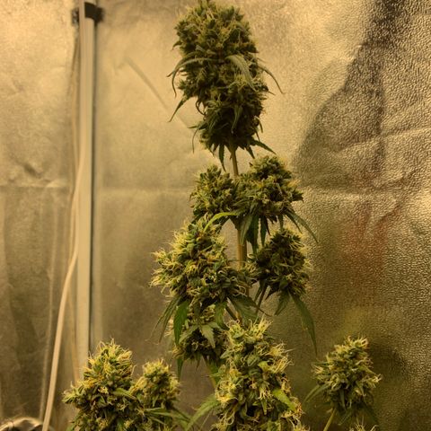 Lebron XXL auto 02 growlog timeline photo