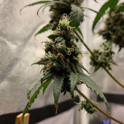 Lebron XXL auto 02 growlog timeline photo