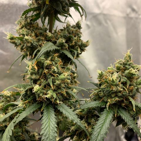 Lebron XXL auto 02 growlog timeline photo