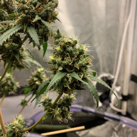Lebron XXL auto 02 growlog timeline photo