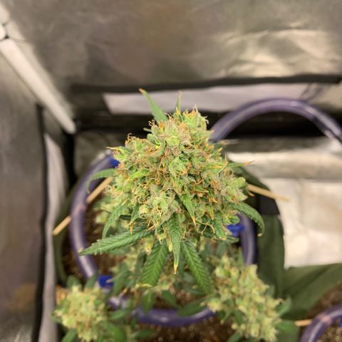 Lebron XXL auto 02 growlog timeline photo