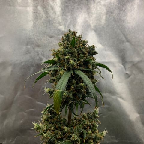 Lebron XXL auto 02 growlog timeline photo