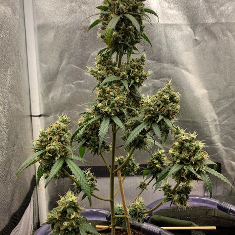 Lebron XXL auto 02 growlog timeline photo