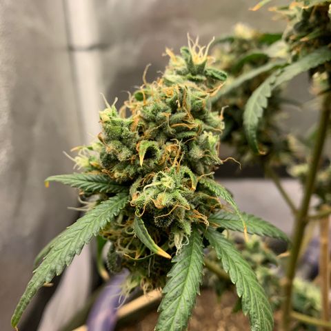Lebron XXL auto 02 growlog timeline photo