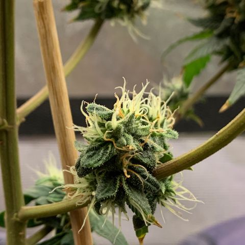 Lebron XXL auto 02 growlog timeline photo