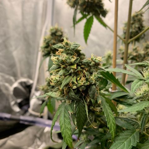 Lebron XXL auto 01 growlog timeline photo