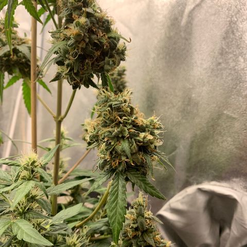Lebron XXL auto 01 growlog timeline photo