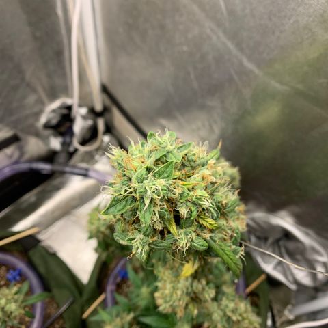 Lebron XXL auto 01 growlog timeline photo