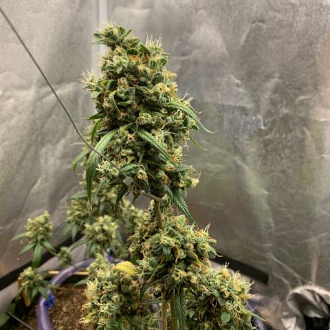 Lebron XXL auto 01 growlog timeline photo