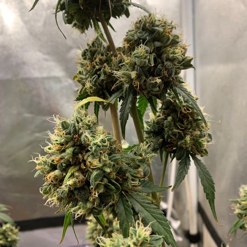 Lebron XXL auto 01 growlog timeline photo