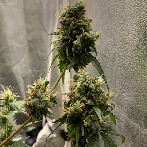 Lebron XXL auto 01 growlog timeline photo