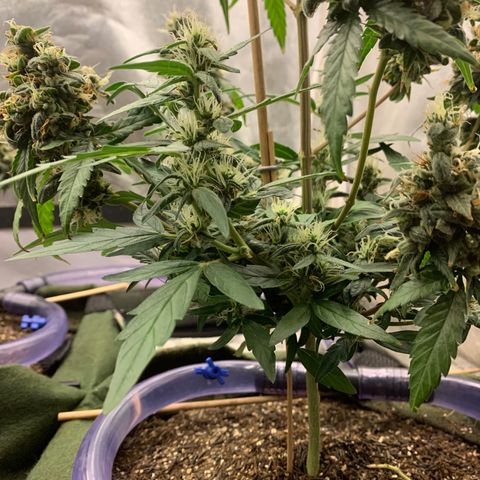 Lebron XXL auto 01 growlog timeline photo