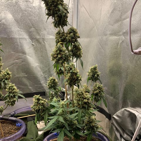 Lebron XXL auto 01 growlog timeline photo