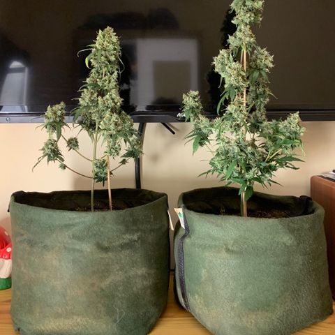 Lebron XXL auto 02 growlog timeline photo