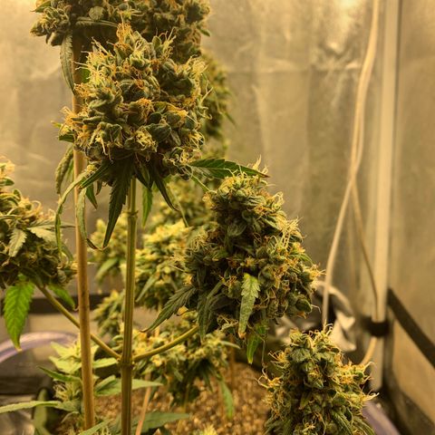 Lebron XXL auto 01 growlog timeline photo