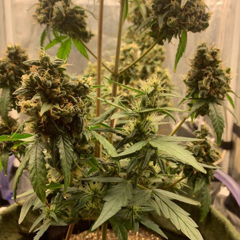 Lebron XXL auto 01 growlog timeline photo