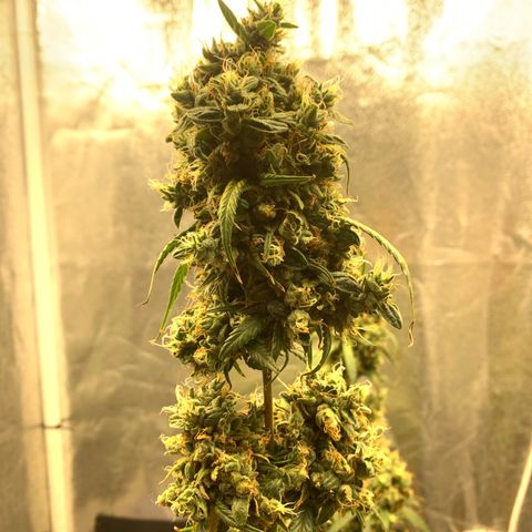 Lebron XXL auto 01 growlog timeline photo