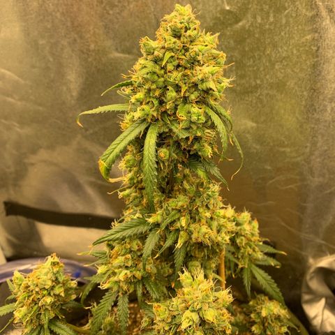 Lebron XXL auto 02 growlog timeline photo