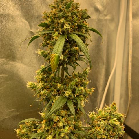 Lebron XXL auto 02 growlog timeline photo