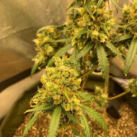 Lebron XXL auto 02 growlog timeline photo