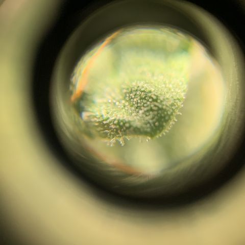 Lebron XXL auto 02 growlog timeline photo