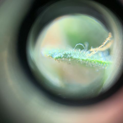Lebron XXL auto 02 growlog timeline photo