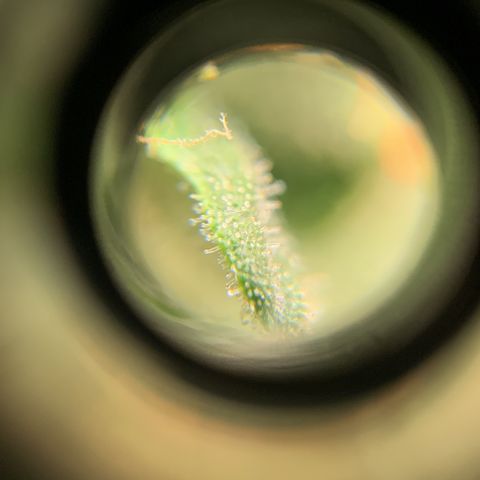 Lebron XXL auto 02 growlog timeline photo