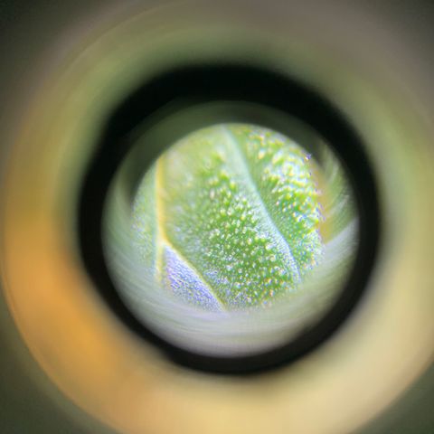 Lebron XXL auto 02 growlog timeline photo