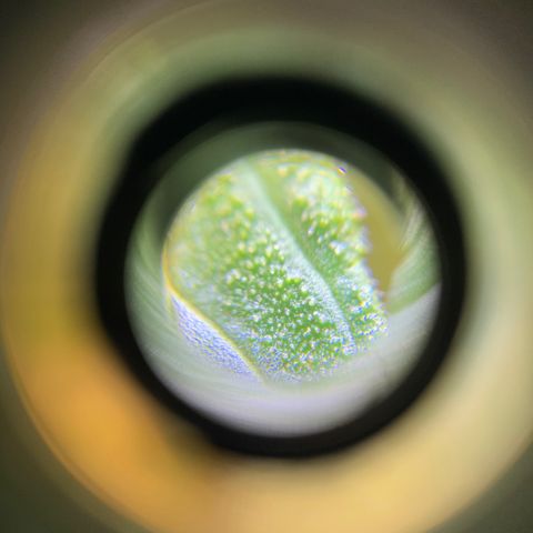 Lebron XXL auto 02 growlog timeline photo