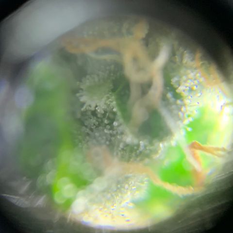 Lebron XXL auto 01 growlog timeline photo