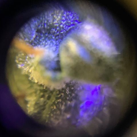 Lebron XXL auto 01 growlog timeline photo